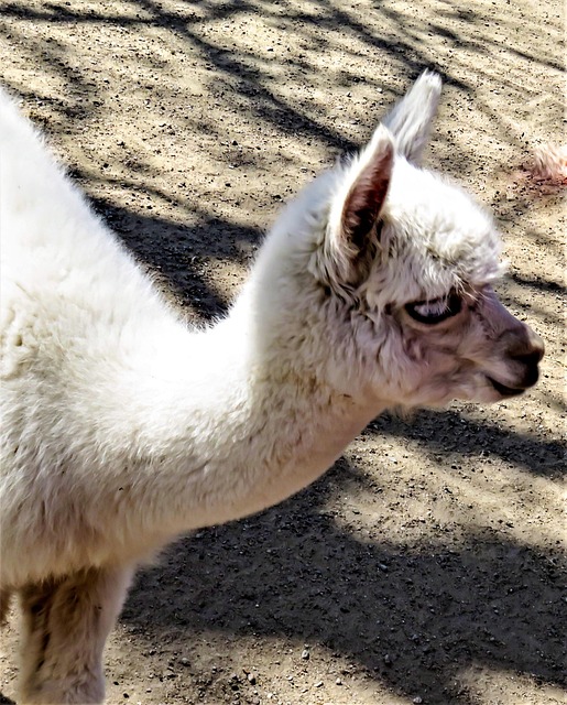 soft alpaca plush keyring souvenir from Irish farm shop