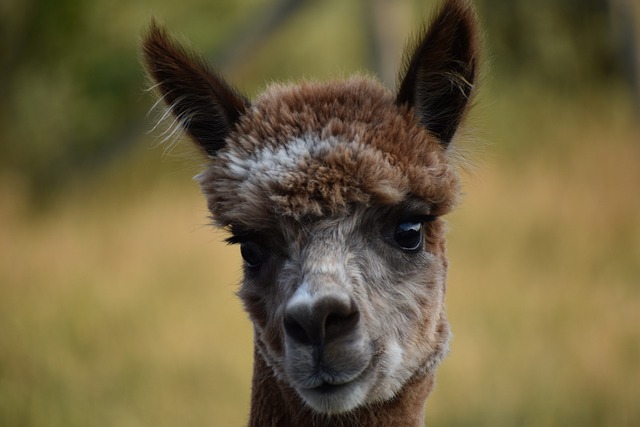 alpaca wool scarf folded beige cream tones