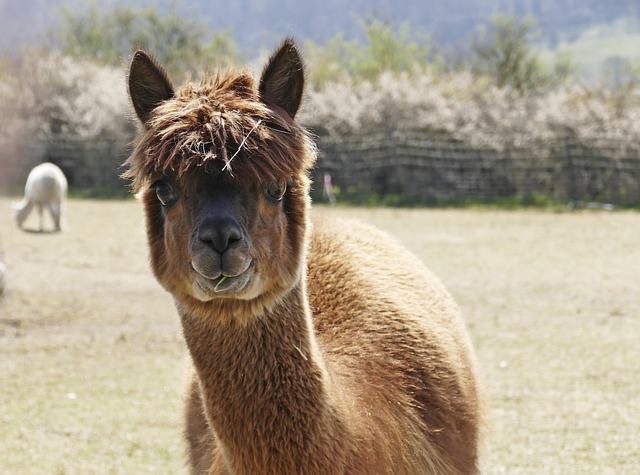 Irish alpaca farm staff gently handling alpaca during tour introduction