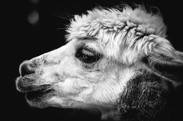 happy visitors on Irish alpaca farm tour with alpacas in green field