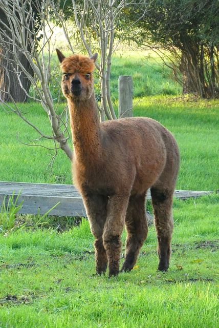 alpaca standing close during guided farm visit in Ireland