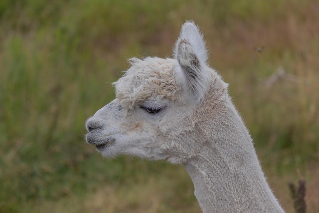 alpaca farm tour in Ireland visitors walking with alpacas in countryside