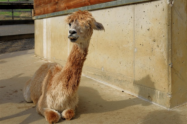alpaca fleece sorting table with clean wool batts ready for spinning