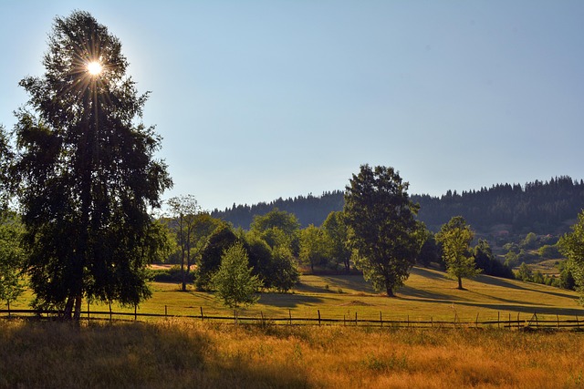alpacas in open paddock with plenty of space Irish countryside