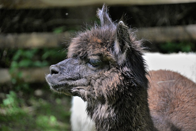 alpaca face close up friendly Irish alpaca farm