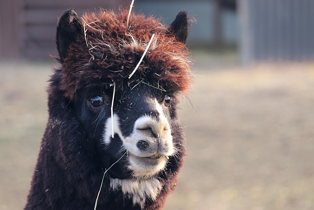 alpaca wool fleece and yarn display on Irish farm tour
