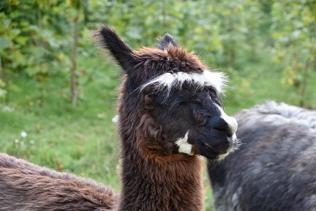 alpaca wool hat and gloves cosy accessory set