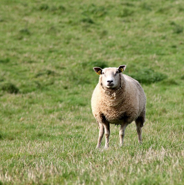 Irish countryside pasture with alpacas grazing in soft green field